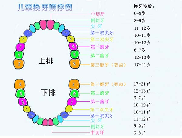 幼儿换牙周期表